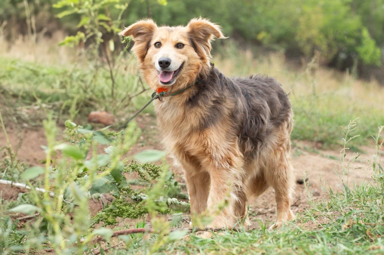 Chiens à adopter